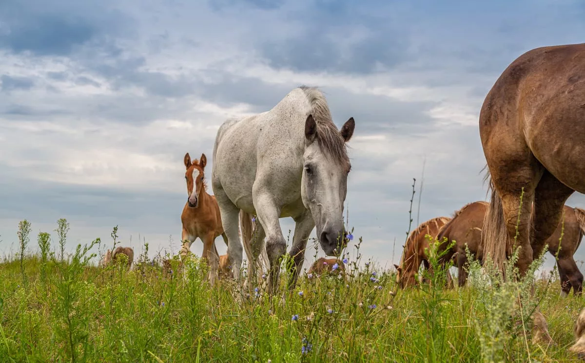 Balade à cheval entre la Loire et la forêt d’Orléans ! Crédit photo : envato